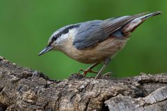 Picchio Muratore Europeo