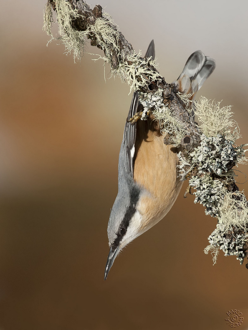 Picchio muratore (Sitta europaea)