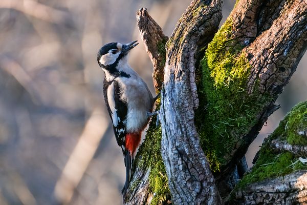Picchio Rosso Maggiore