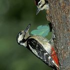 Picchio rosso maggiore (Dendrocopos major)