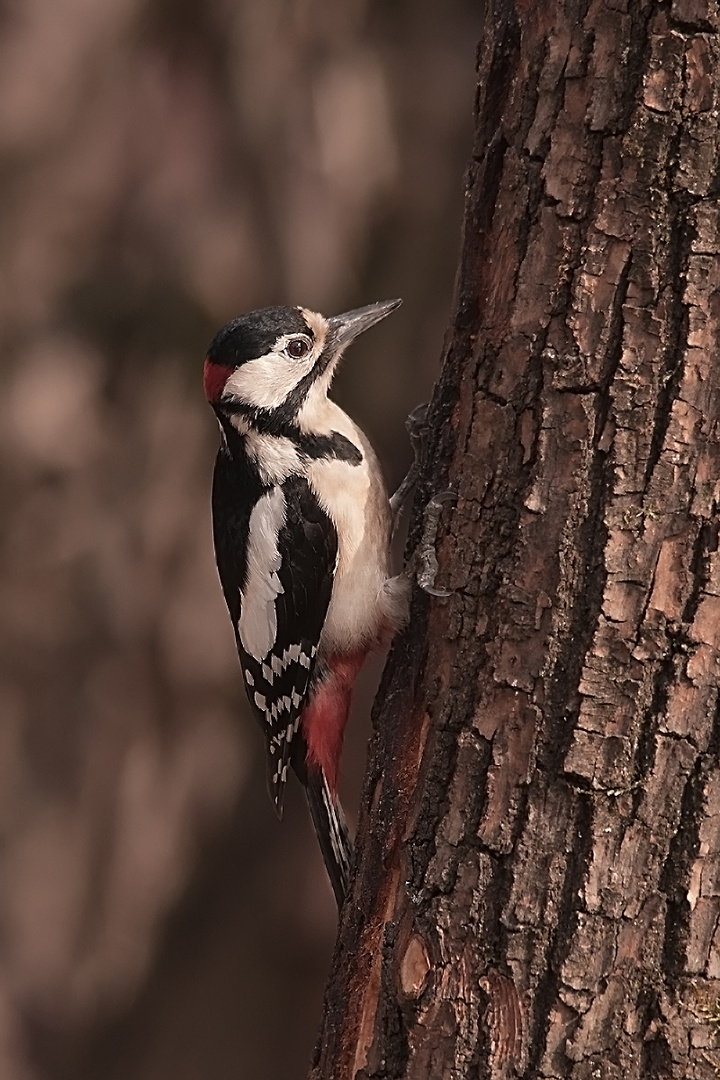 Picchio Rosso Maggiore - Dendrocopos Major