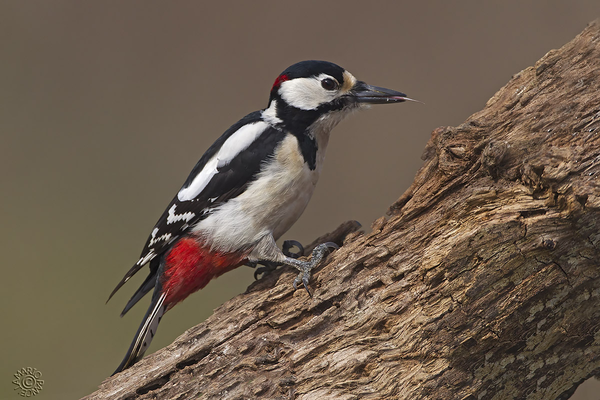 Picchio rosso maggiore (Dendrocopos major)