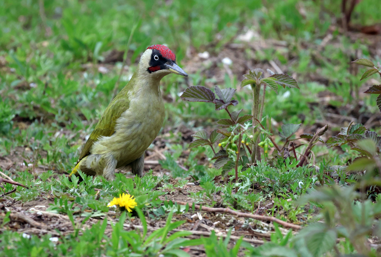 picchio verde 