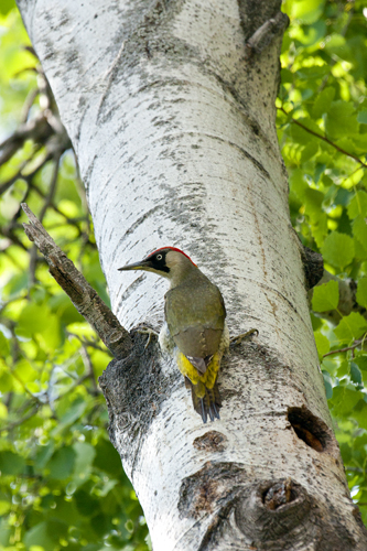 Picchio verde