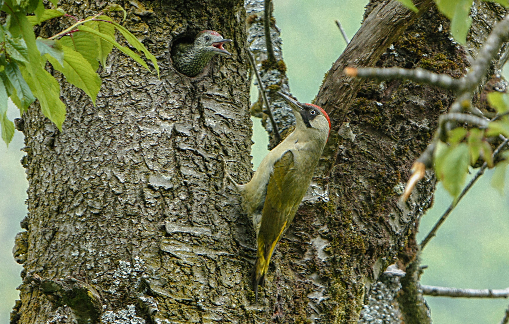 picchio verde al nido