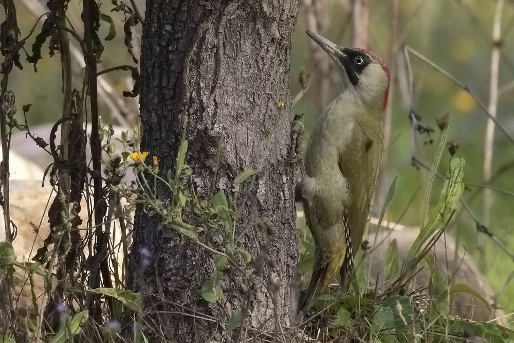 Picchio verde