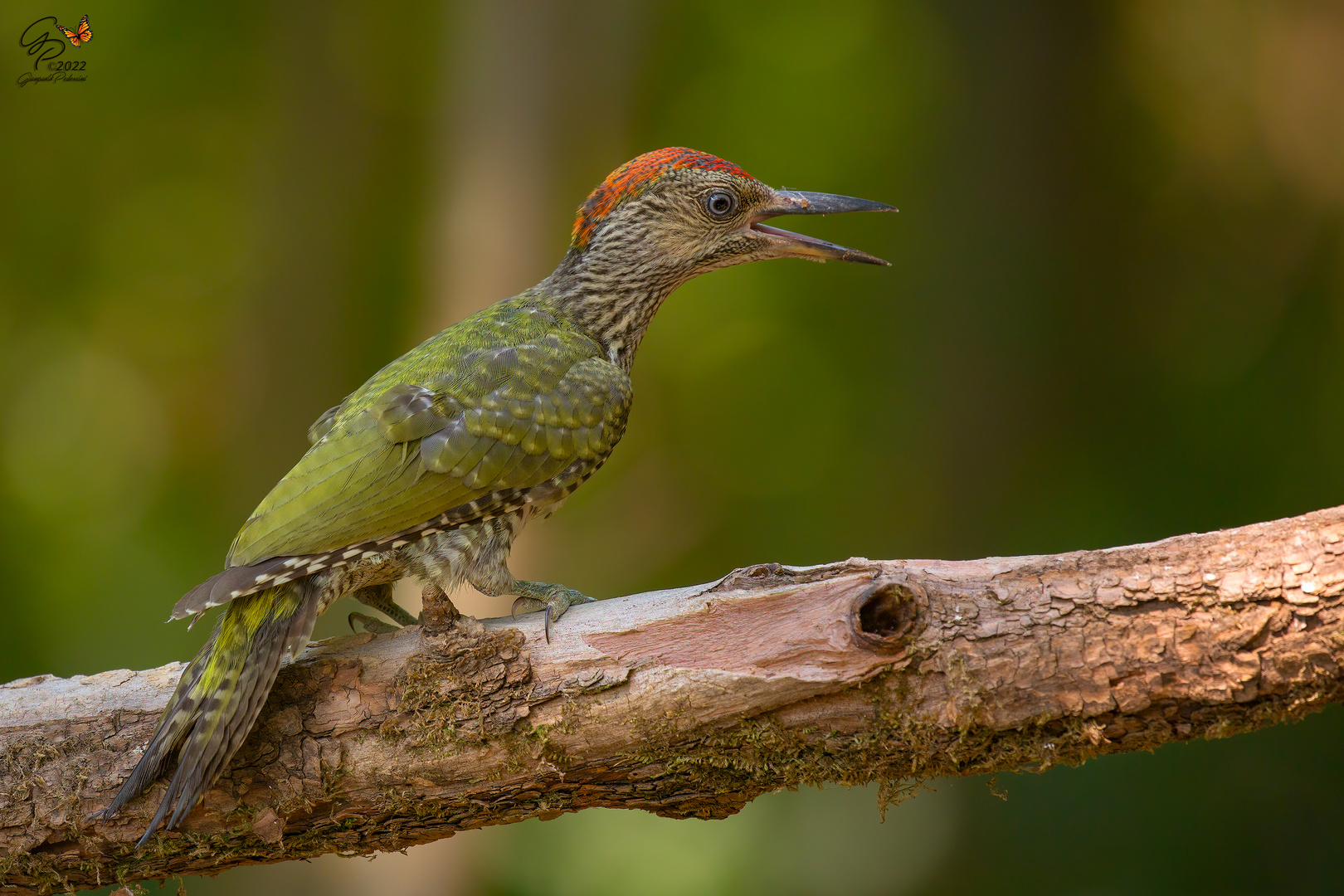 Picchio verde (giovane femmina)