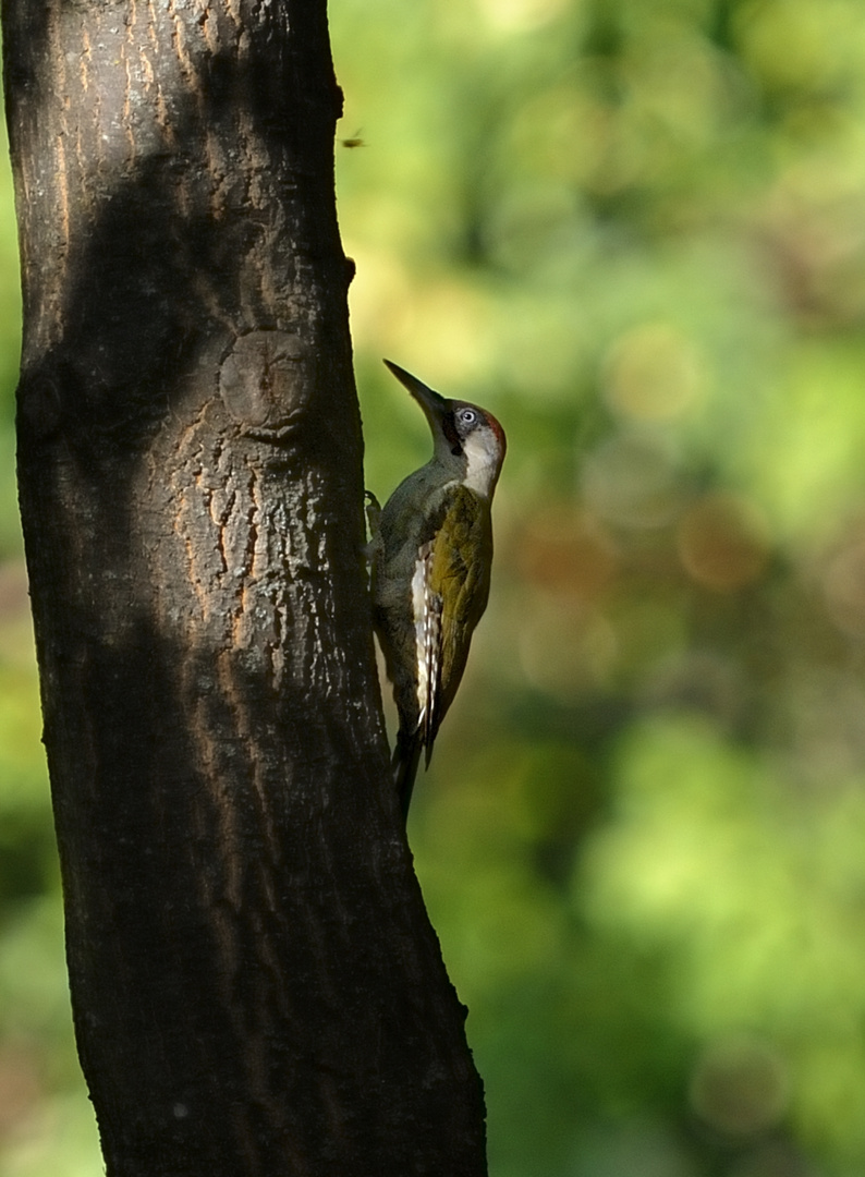 Picchio verde (green woodpecker)