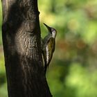 Picchio verde (green woodpecker)