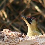 Picchio Verde (Picus viridis) Femmina