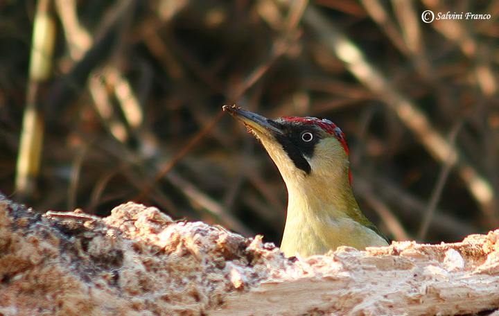 Picchio Verde (Picus viridis) Femmina