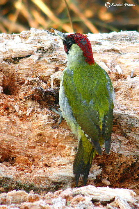Picchio Verde (Picus viridis) maschio