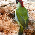 Picchio Verde (Picus viridis) maschio