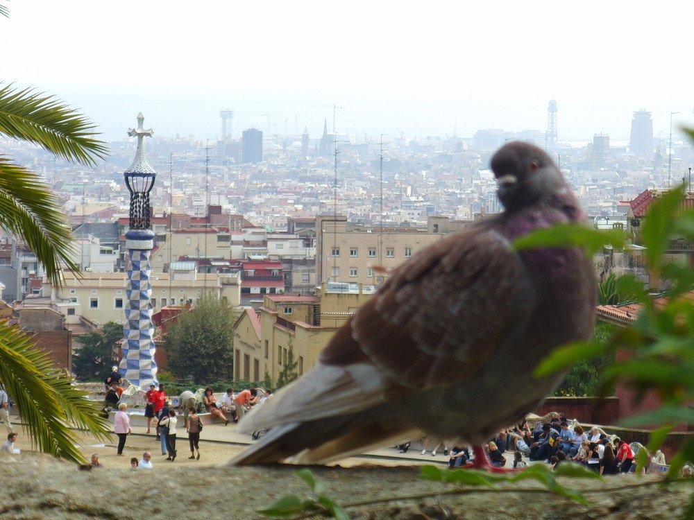 piccione in posa a parco Gaudi