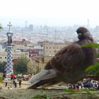 piccione in posa a parco Gaudi