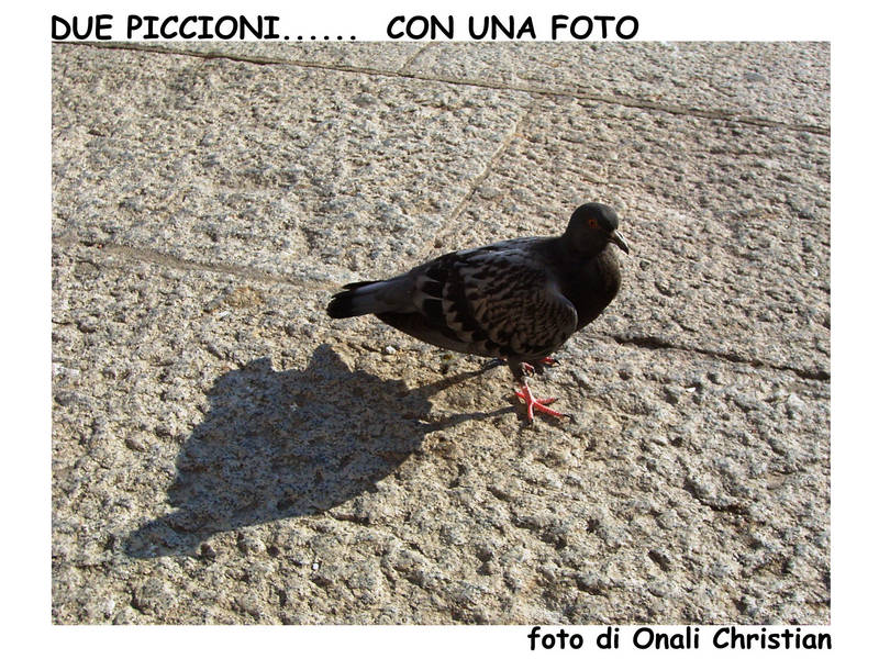 piccione-ombra