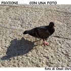 piccione-ombra