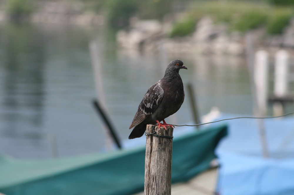 piccione sul palo