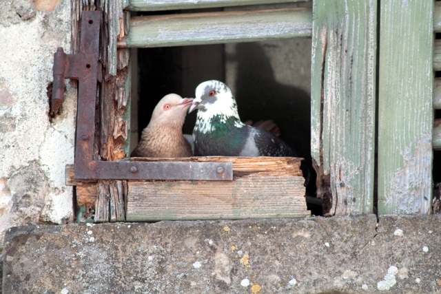 piccioni a Talamello