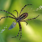 Piccola Argiope Bruennichi