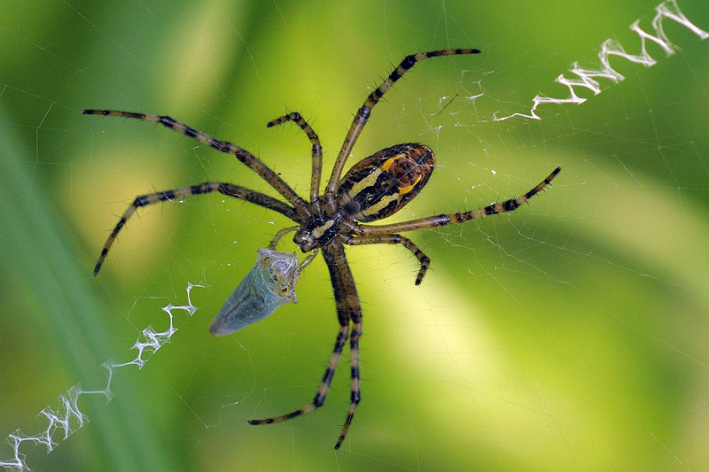 Piccola Argiope Bruennichi