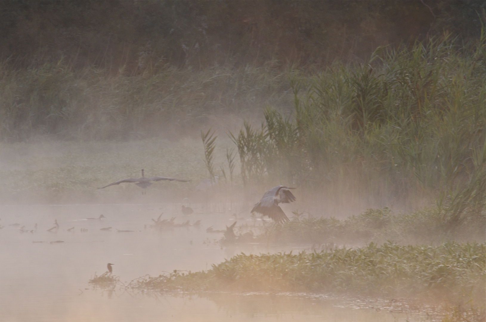 Piccola Camargue