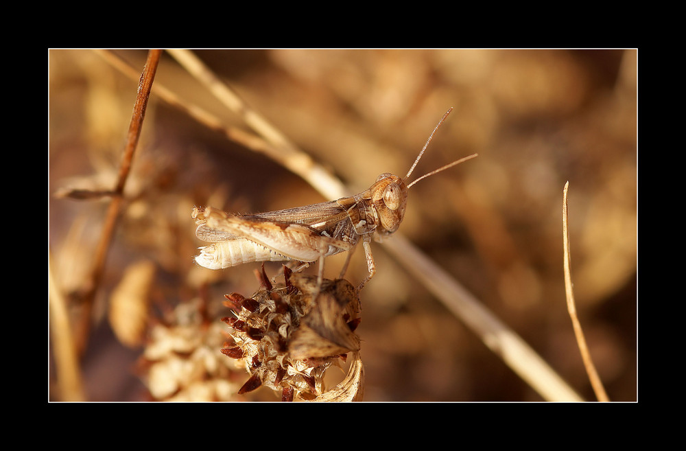 Piccola cavalletta