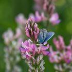 Piccola e colorata, un regalo della Natura