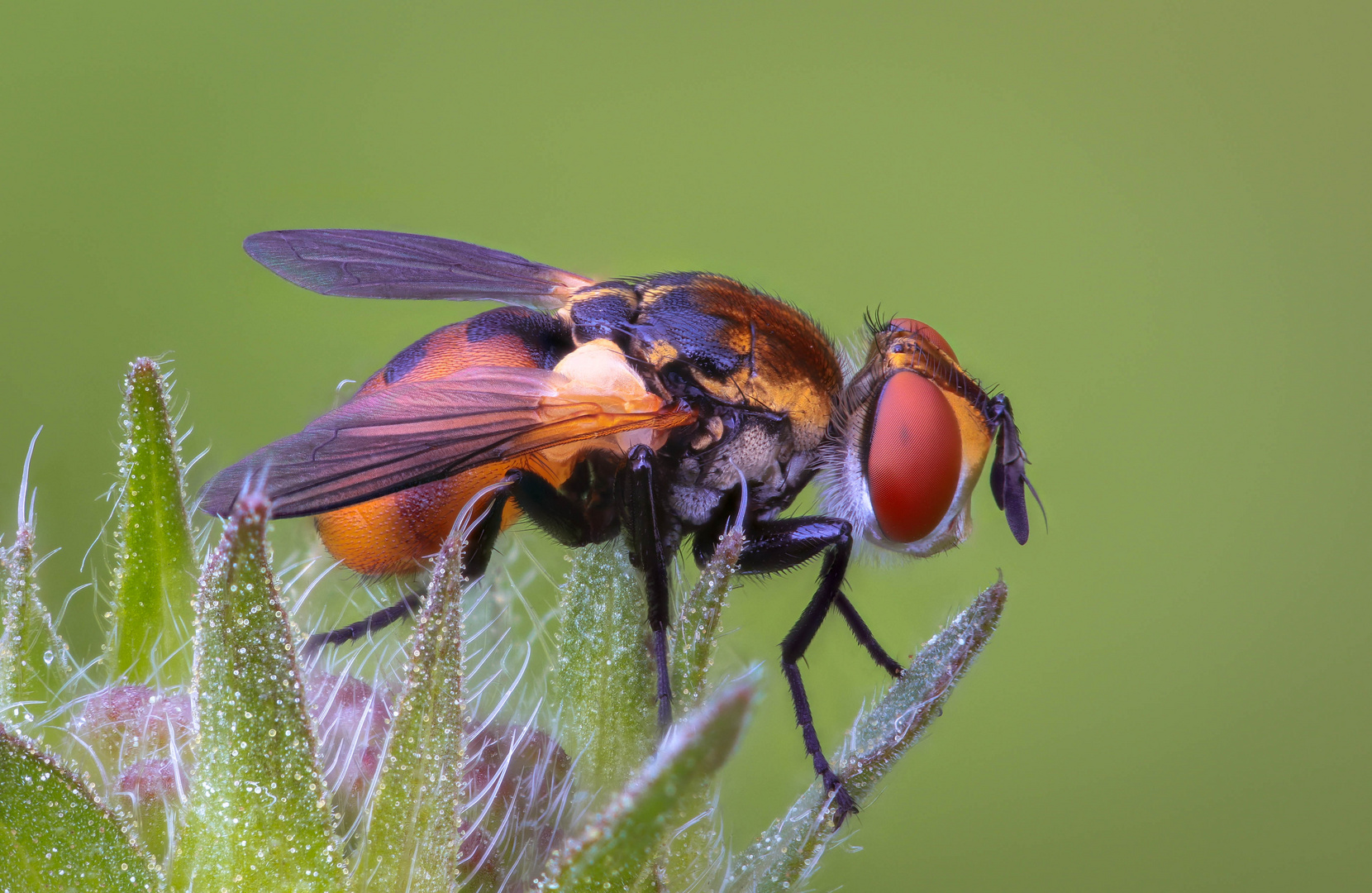 Piccola Ectophasia