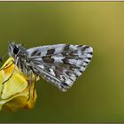 piccola farfallina su fiore