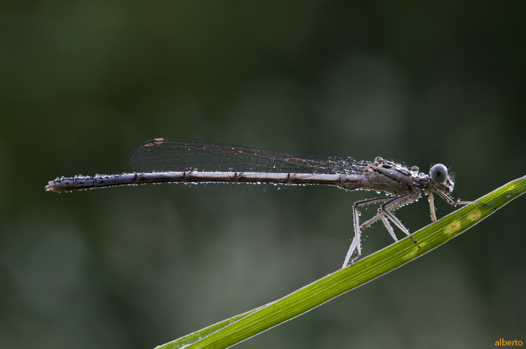 Piccola Libellula 2015