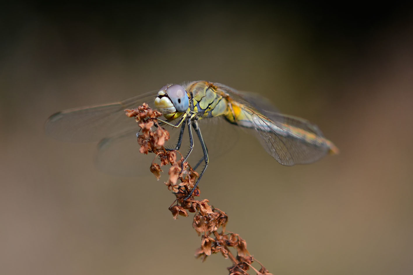 Piccola libellula