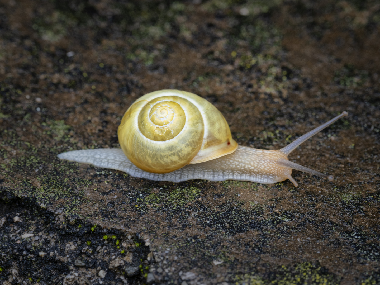 Piccola lumaca sul muro