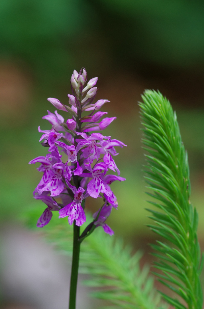 piccola orchidea selvatica