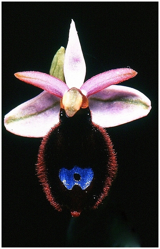 Piccola orchidea senvatica.