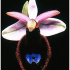 Piccola orchidea senvatica.