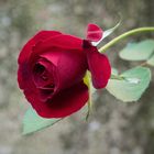 Piccola rosa rossa