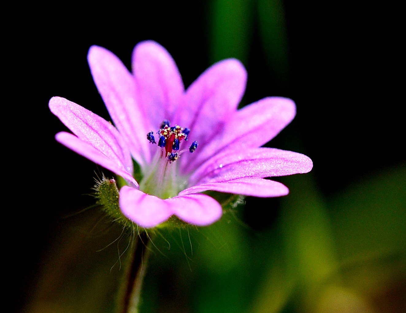 Piccola...Cuore Blu...