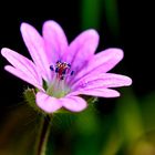 Piccola...Cuore Blu...