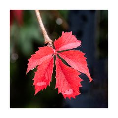 Piccole foglie rosse