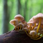 Piccole Mycena