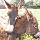 piccoli asini crescono.....