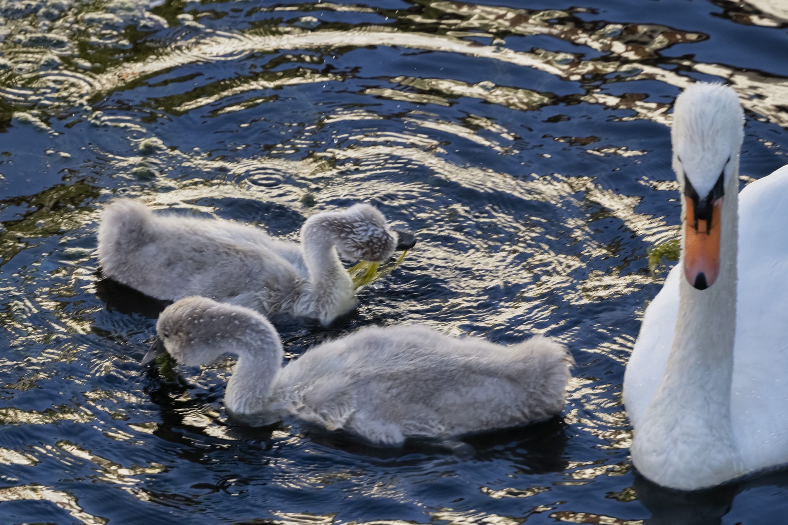 Piccoli cigni, cresceranno