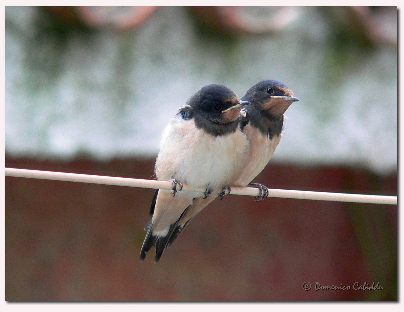 piccoli di rondine