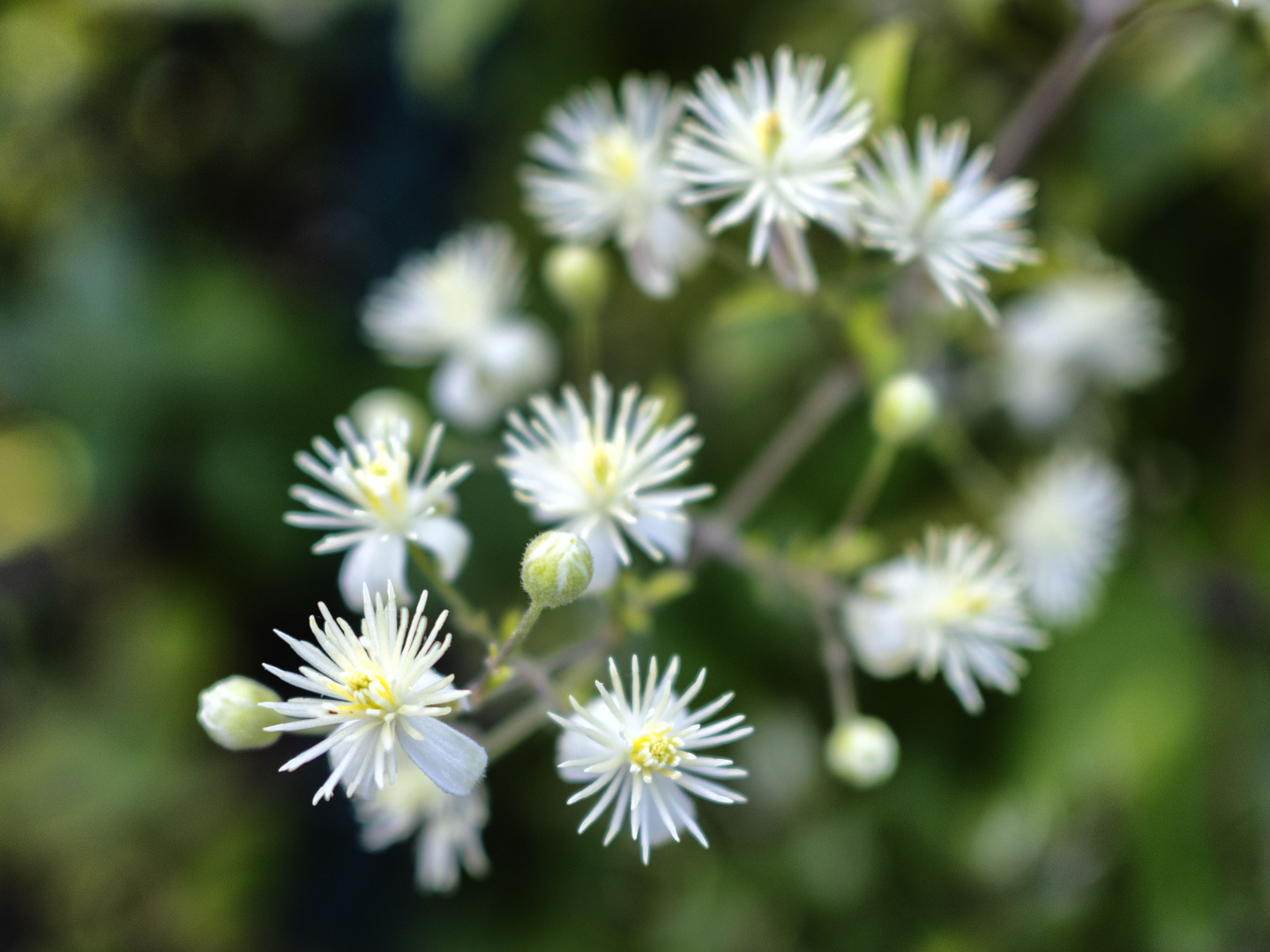 Piccoli e bianchi