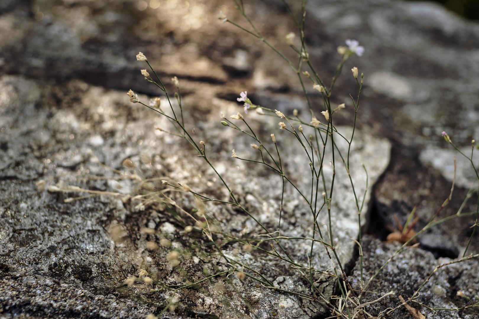 Piccoli fiori