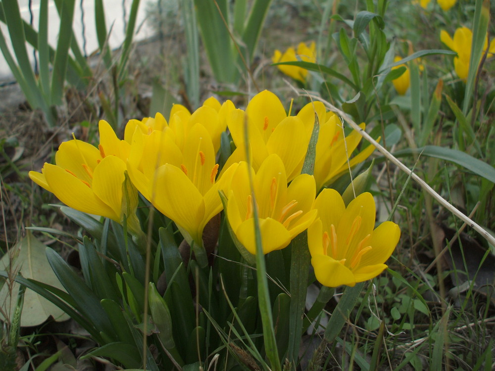 piccoli fiori