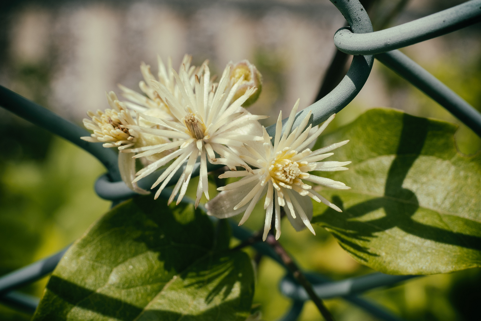 Piccoli fiori