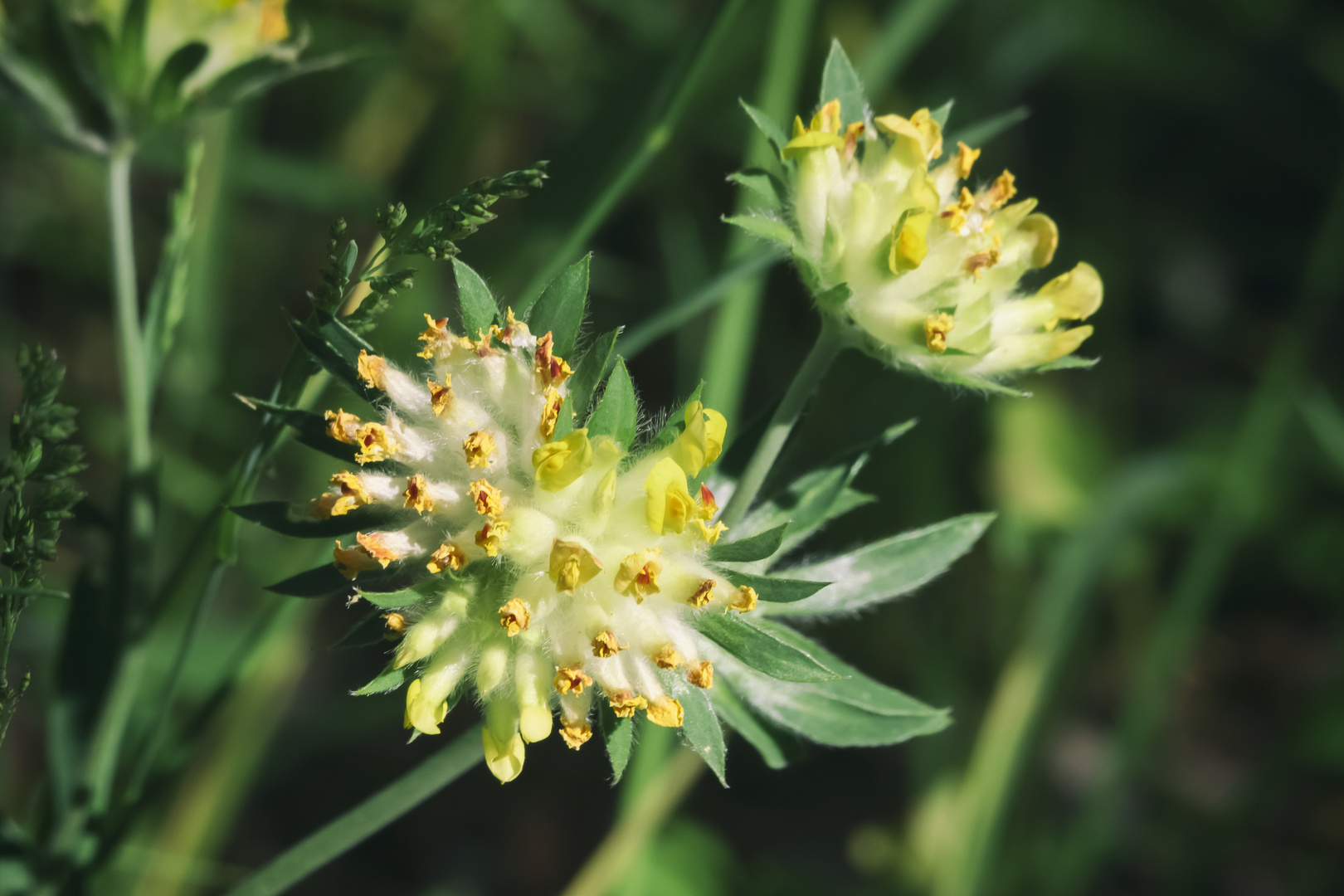 Piccoli fiori