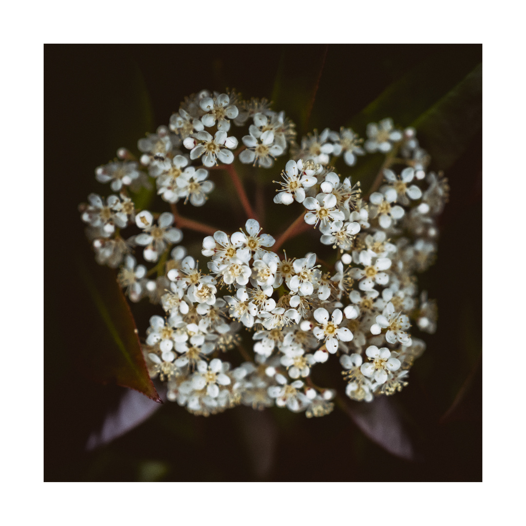 Piccoli fiori